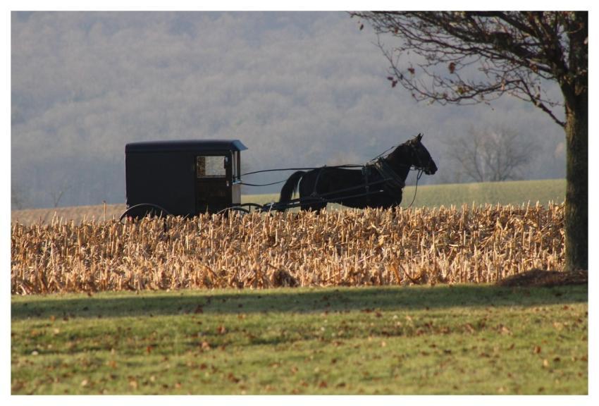 Horse Carriage Buggy Wagon