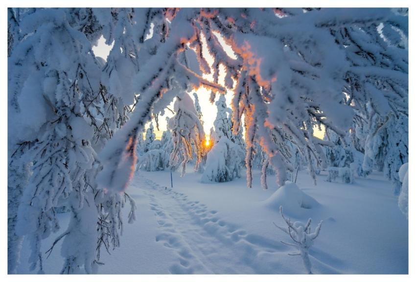 Snow Nature Winter Cold