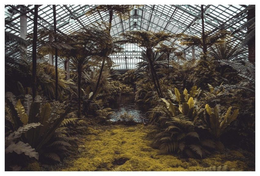 Conservatory Plants Greenhouse Trees