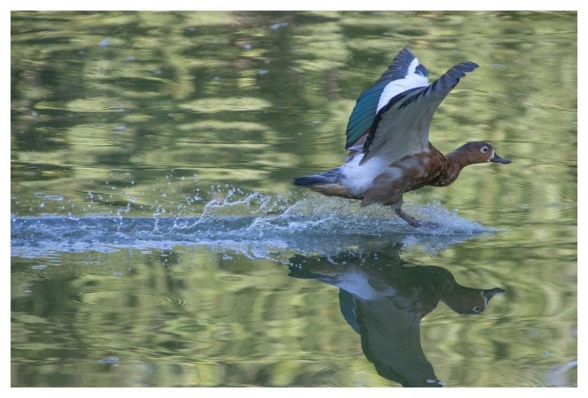 Duck Bird Feathers Waterfowl