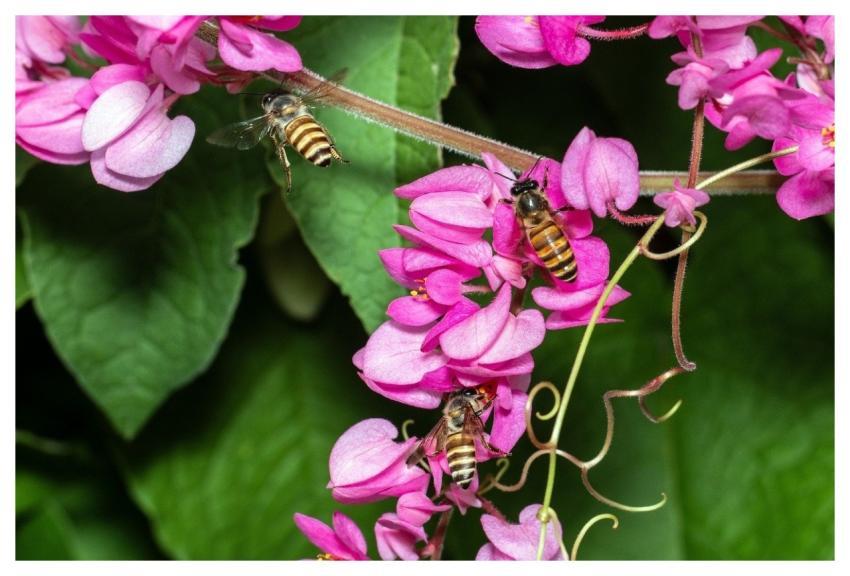 Bees Beekeeping Nature Honey Bees