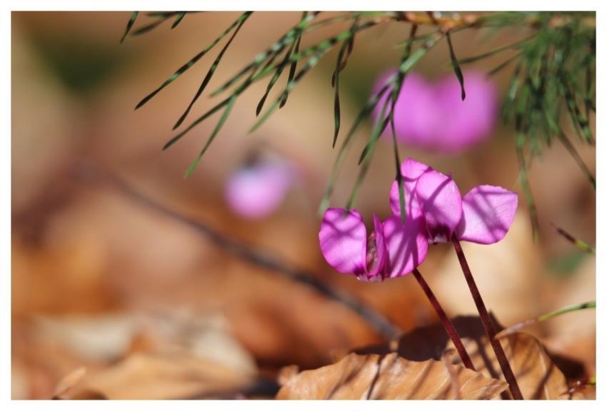 Cyclamen Pink Flower Spring