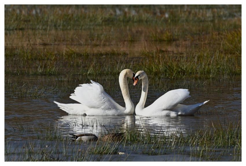 Swan Pair Lake Waterbird