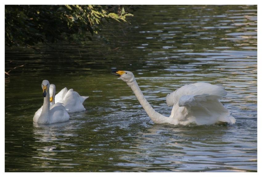 Swans Birds Water Ornithology