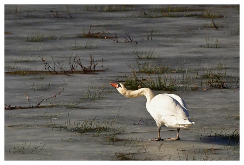 Swan Winter Frozen Lake