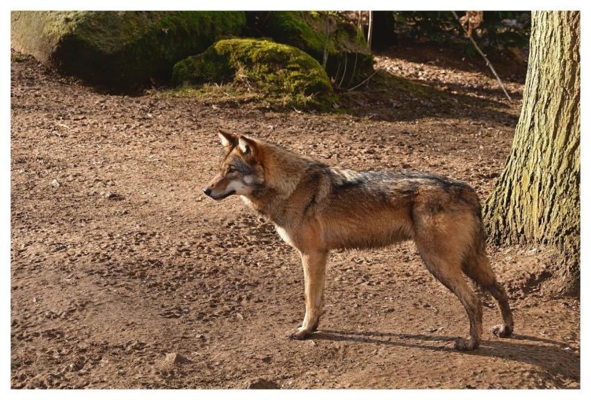 Wolf Wild Nature Predator