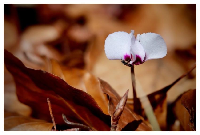 Cyclamen White Flower Autumn Withered Leaves