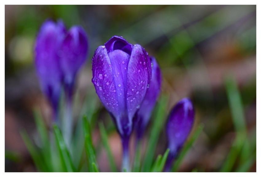 Crocus Flower Violet Green