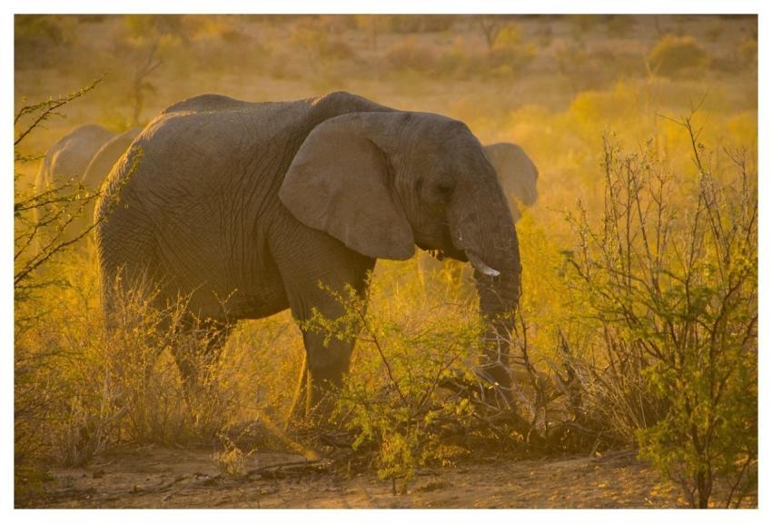 Namibia Sunset Animal Travel