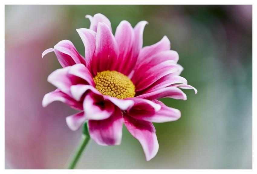 Daisy Nature Bloom Chrysanthemum