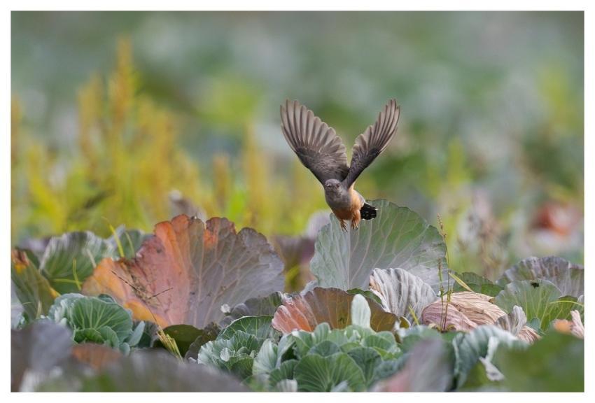 Bird Nature Animal Wildlife