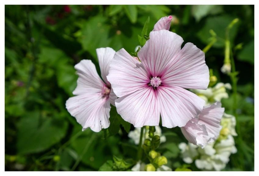 Blossom Bloom Mallow Cup Mallow