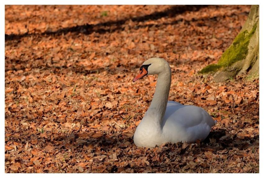 Swan Nature Lying Autumn