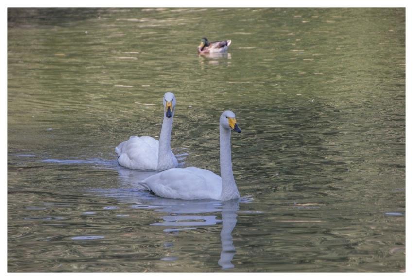 White Swans Birds Swans Water Birds