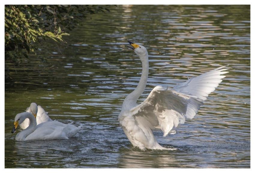 Swans Animals Birds Beak