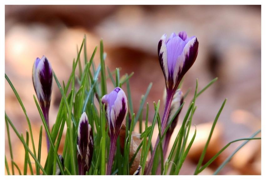Crocus Purple Colorful Flower