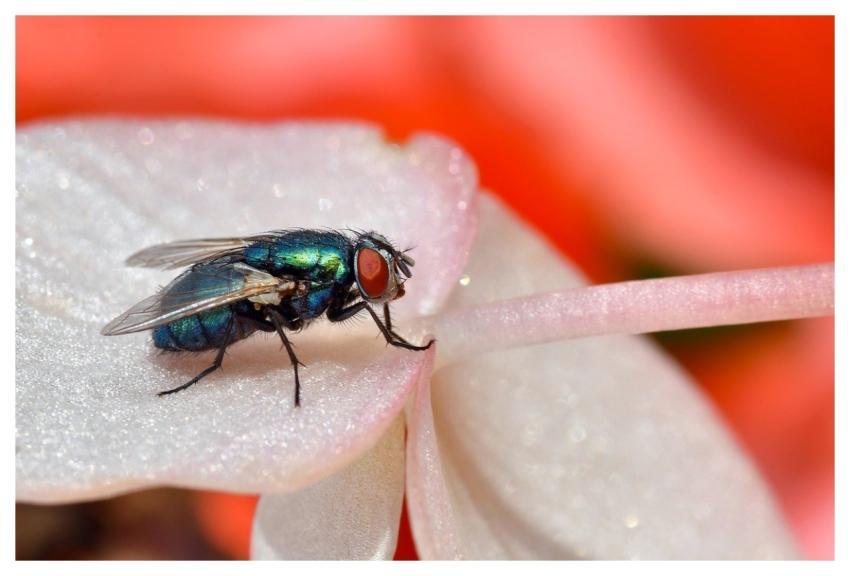 Fly Blue Insect Leaf