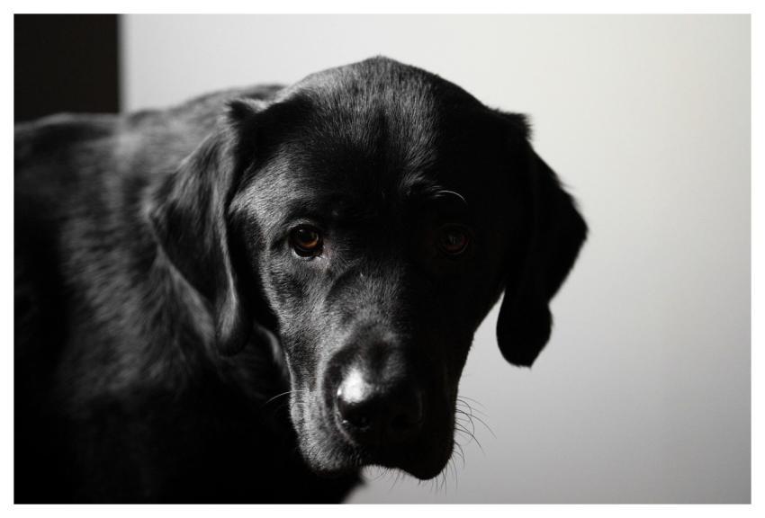 Black Labrador Dog Pet Portrait