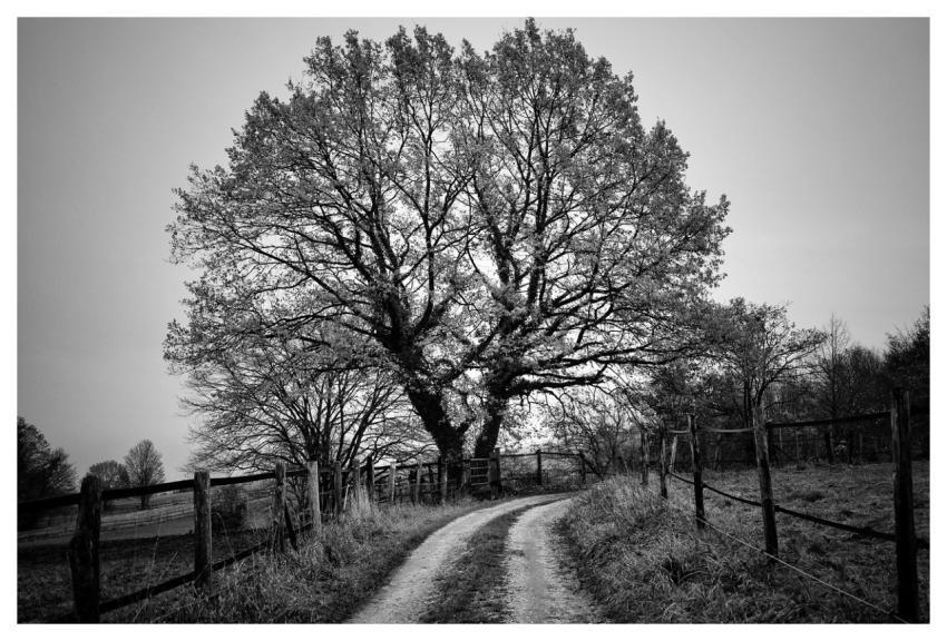 Tree Deciduous Tree Landscape Fall