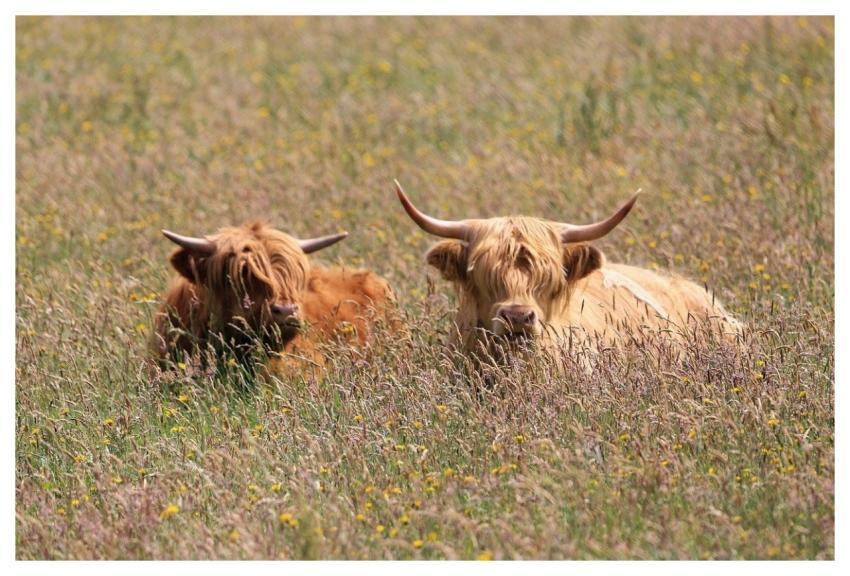 Beef Bovine Highland Cattle Nature
