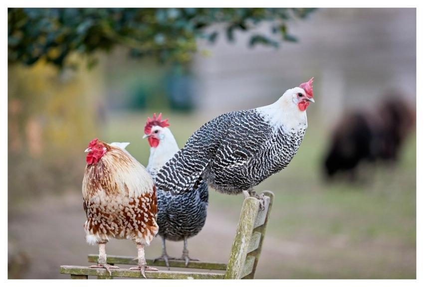 Chicken Haan Poultry Farm Animal