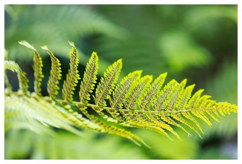 Fern Nature Plant Spore