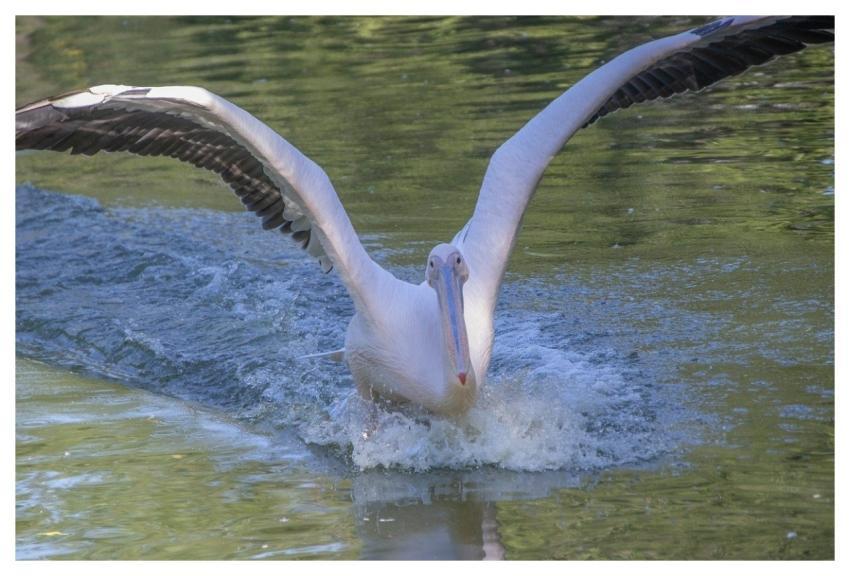 Pelican Bird Animal Feathers