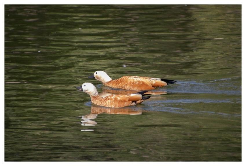Ducks Pond Avian Ornithology
