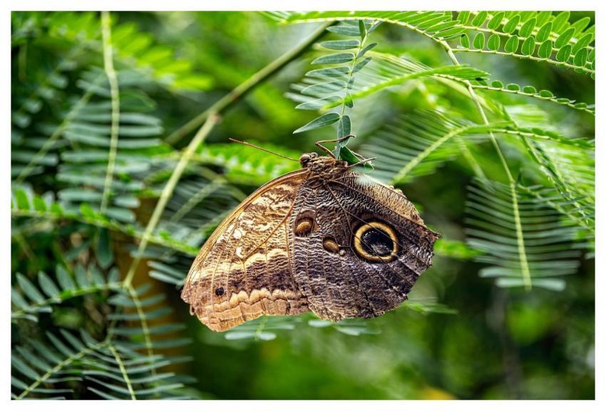 Owl Butterfly Butterfly Insect Wings