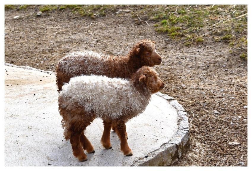 Lamb White Wool Beautiful Twins