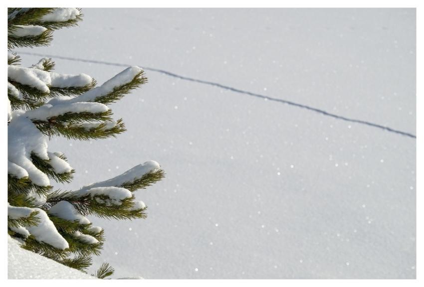 Nature Tree Winter Snow