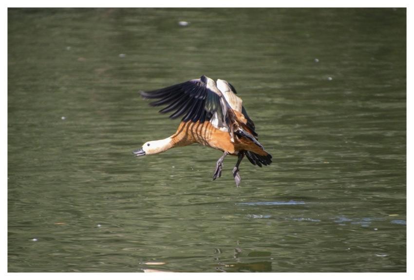 Shelduck Bird Waterfowl Ornithology
