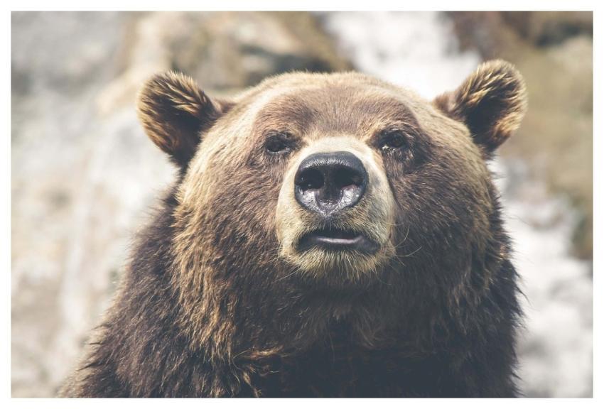 Bear Wild Animal Mammal