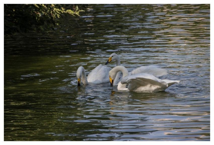 Swans Animals Birds Waterbirds
