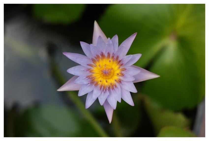 Hoa Súng Hoa Bông Súng Trungkhang