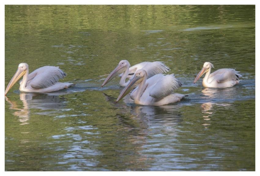 Pelican Birds Lake Nature