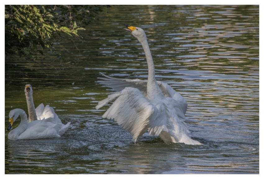 Swans Animals Birds Waterbirds