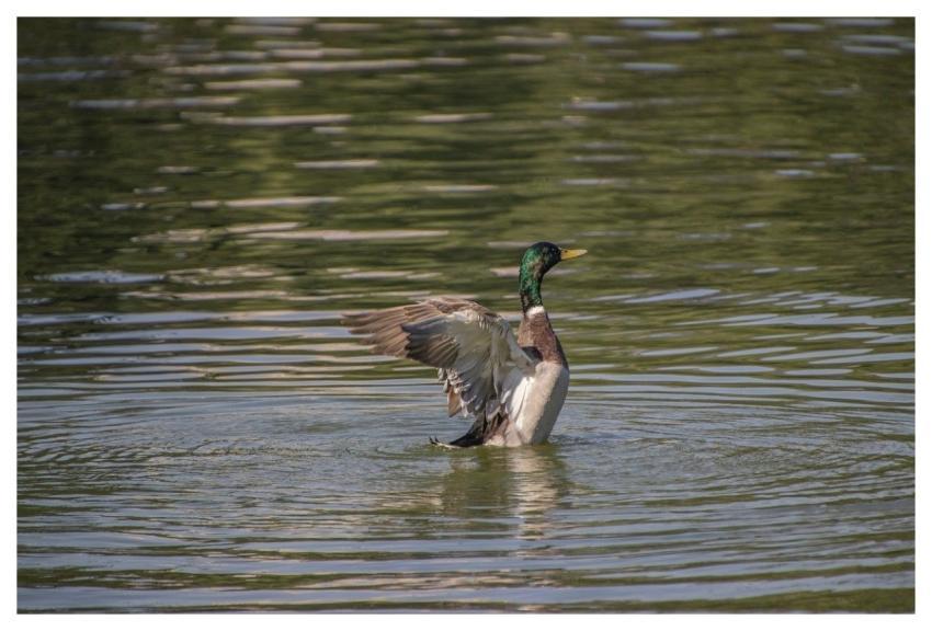 Mallard Bird Feathers Waterbird