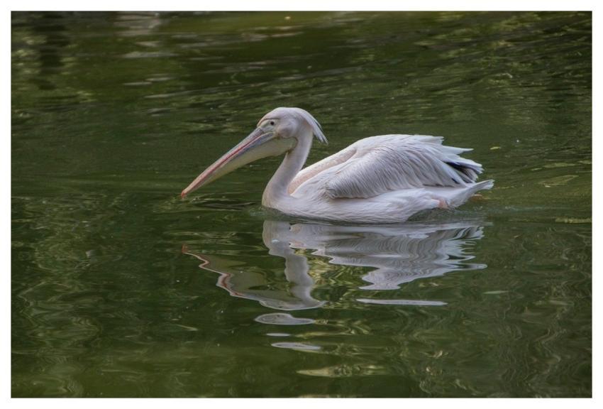 Pelican Bird Reflection Waterbird