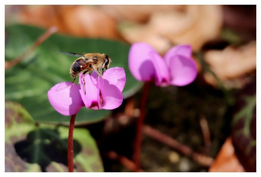 Insect Cyclamen Spring Pollination