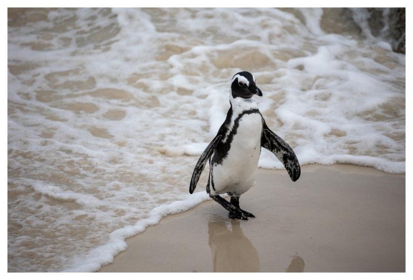 Penguin Beach Sand African Penguin