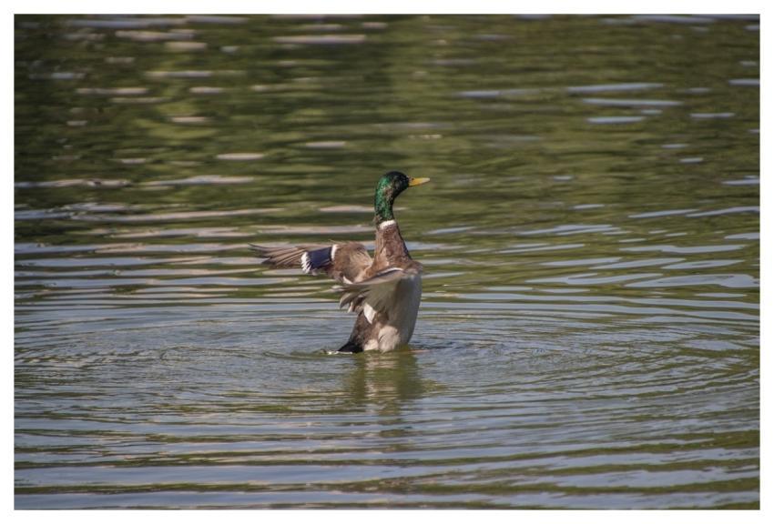 Mallard Bird Wildlife Ornithology