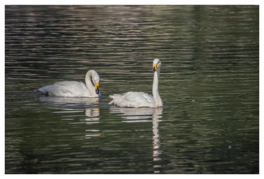 White Swans Swans Animals Birds