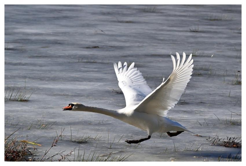 Swan Bird Wings Winter