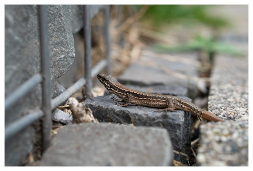 Lizard Reptile Common Wall Lizard Animal