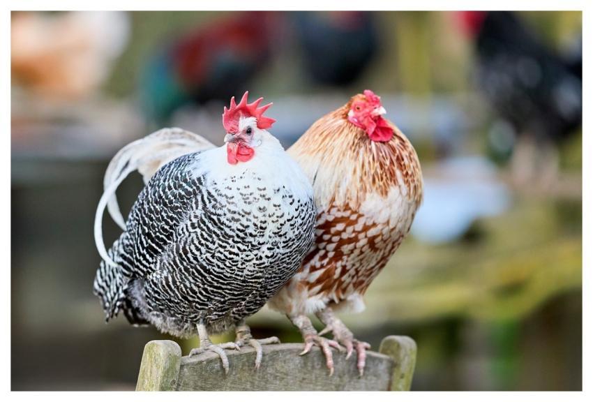 Chickens Poultry Haan Chicken