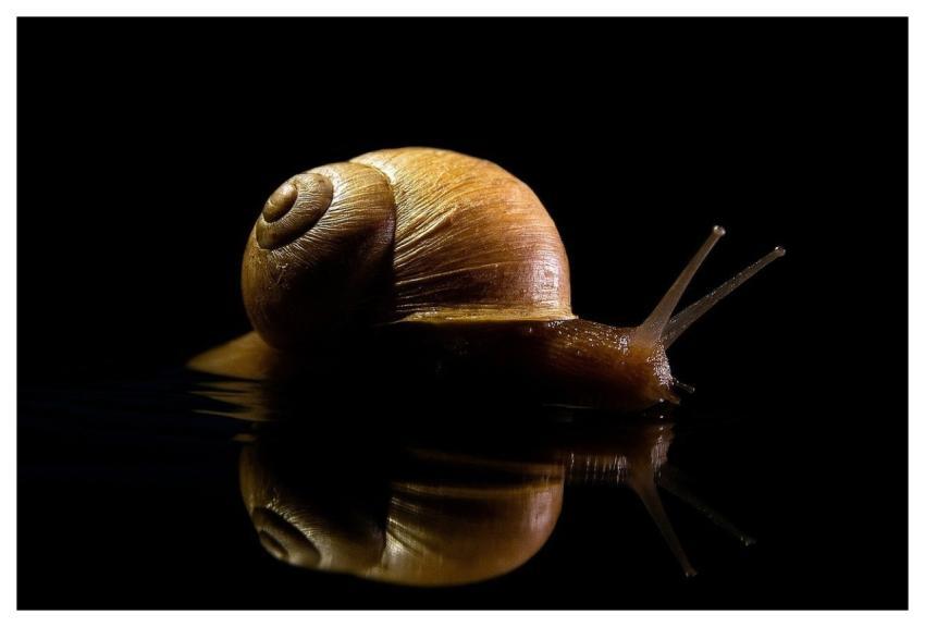 Animal Snail Nature Mollusc