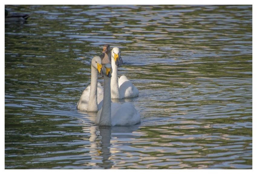 White Swans Swans Animals Birds