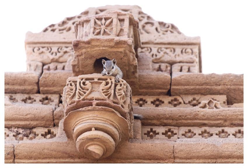 Squirrel Temple Ancient Animal
