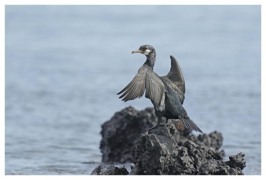 Cormorant Rock Animal Ornithology